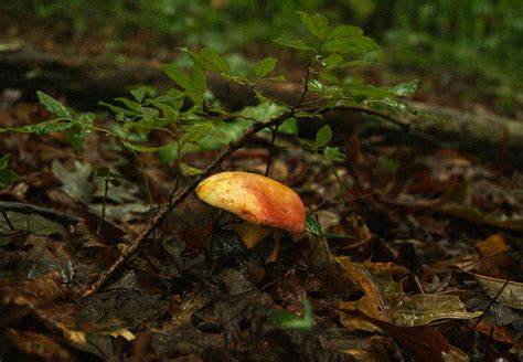 Poria Mushroom 1 Photograph by Douglas Barnett