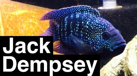 Jack Dempsey Fish Facts - Growth & Tank Size - YouTube