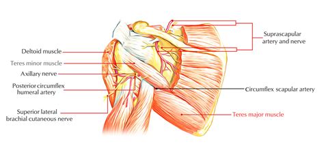 Teres Major Muscle Anatomy – Earth's Lab