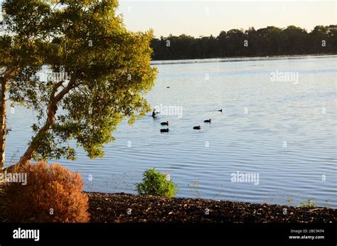 Lake Monger Reserve Stock Photo - Alamy