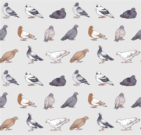 Pigeon pattern | Рисунки животных, Рисунки, Птички