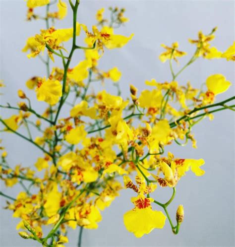 Yellow Oncidium Orchid: The Complete Guide On How To Care And Grow » Freeplantscare Yellow ...