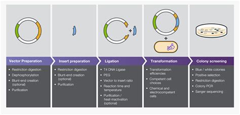 Traditional Cloning Basics | Thermo Fisher Scientific - UK