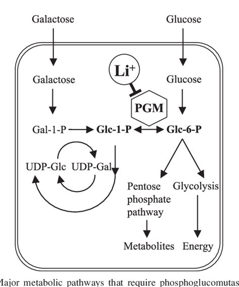 Figure 1 from Inhibition of phosphoglucomutase activity by lithium ...