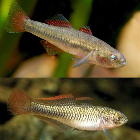 Aquarium Central -Loach - Golden Whiptail Loach Khuli (Pangio ...