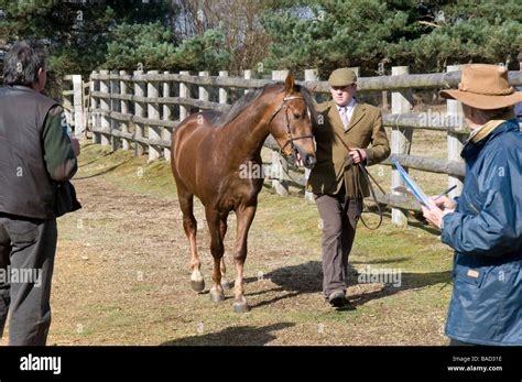 Horses being prepared and assessed by the New Forest Pony breeders at the corals at Beaulieu ...