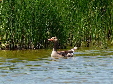 Greylag Goose | BirdForum