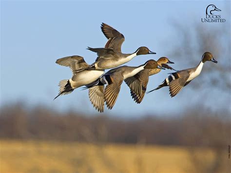 Ducks Unlimited Hunting Wallpaper