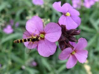 BugBlog: Summer Hoverfly identification