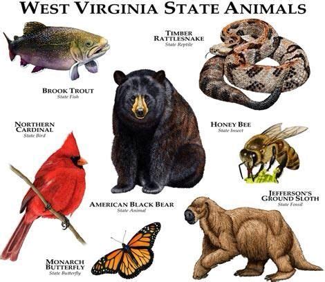 185 best West Virginia Wildlife and Animals images on Pinterest | West ...