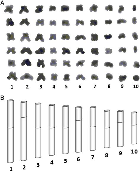 Karyotype (A) and idiogram of the basic chromosome number according to ...