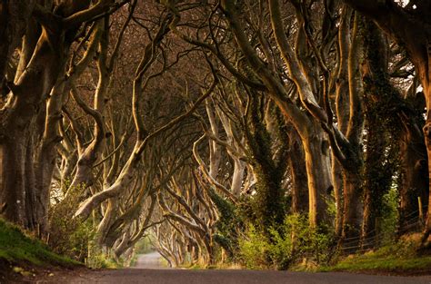 The Dark Hedges