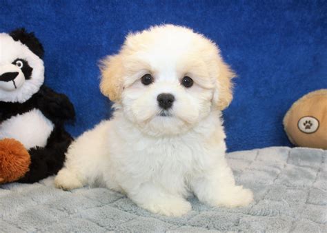 Teddy Bear Puppies For Sale - Long Island Puppies