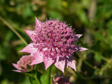 Flower of Great Masterwort or Astrantia Maxima Close-up, Selective ...