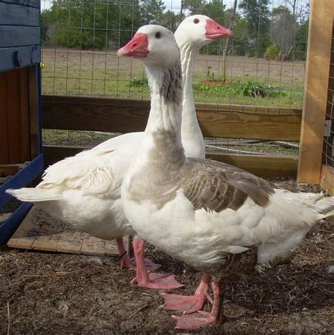 25 best Geese Breeds images on Pinterest | Farm animals, Poultry and ...