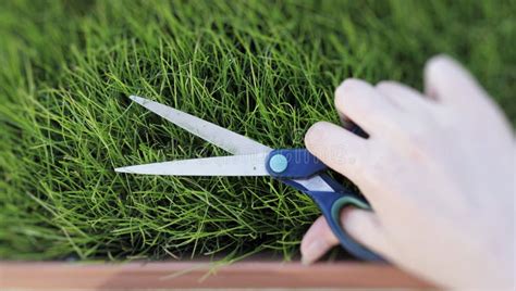 Cutting the Grass with a Pair of Scissors Stock Photo - Image of human, landscaper: 16225110