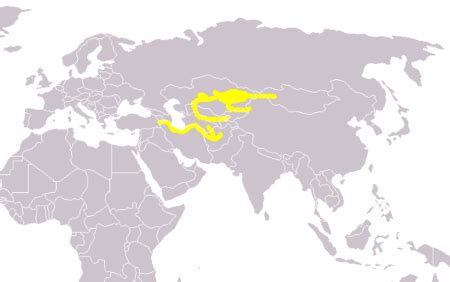 Caspian Tiger Characteristics, Habitat & Extinction | Study.com