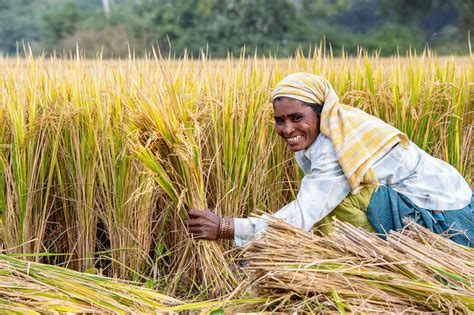 Origins of Rice in India