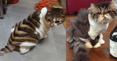 Dinosaur Cat Haircuts Are The New Grooming Trend And I'm Not Sure How To Feel