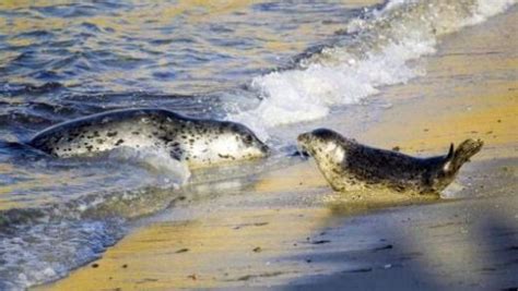 Amazing Facts about the Harbour Seal | OneKindPlanet Animal Education