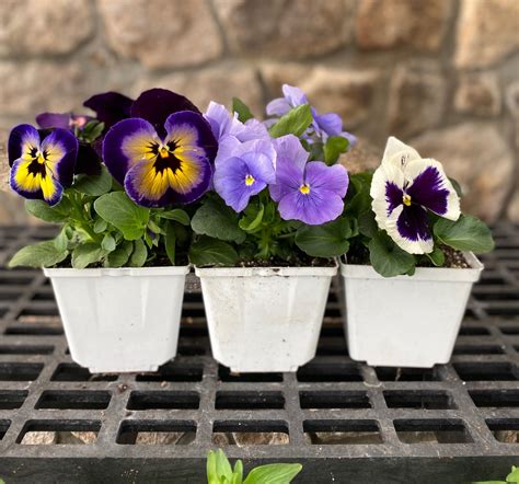 Pansy Mixed Colors 4.5″ – Outdoor Showplace