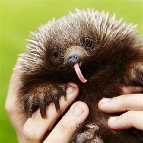 Just a Reminder: Echidnas Are Pretty Cute | Animals beautiful, Cute ...