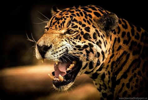 Eyes Face Leopard Teeth Wallpaper Background Best Stock Photos - Image ...