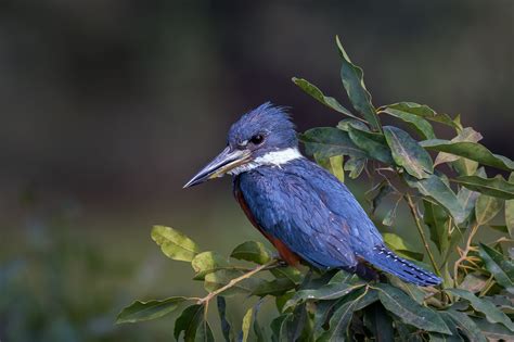 Ringed Kingfisher In A Tree Fine Art Photo Print For Sale | Photos by Joseph C. Filer