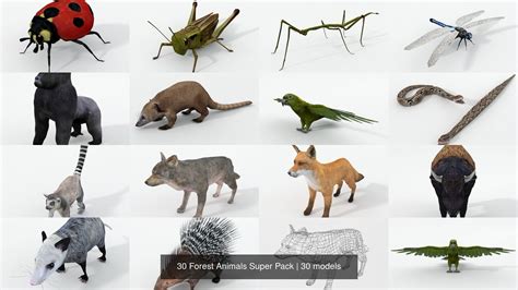 3d Model 30 Forest Animals Super Free Download 2 - 3Dzip.Org - 3D Model Free Download