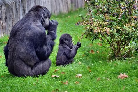 Gorilla Life Cycle - From Birth To Death All Explained - Gorilla Facts