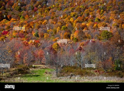 Fall foliage colors in Virginia Stock Photo - Alamy