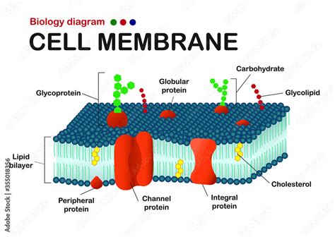 Biology diagram show structure of cell membrane (or plasma membrane) Stock Vector | Adobe Stock