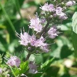 Order Lamiales Characteristics | Acanthus & Mint Flowers | BioExplorer