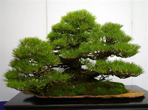 Bonsai Japan :: Japanese black pine