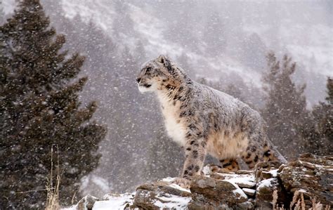 Download Animal Snow Leopard HD Wallpaper