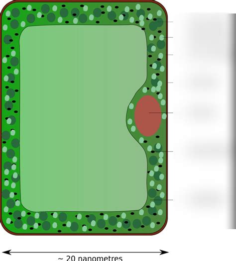 Plant Cells (palisade cell) Diagram | Quizlet