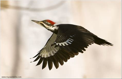 Pileated Woodpecker in Flight by Raymond J Barlow | Woodpecker, Pet birds, Dogs doing funny things