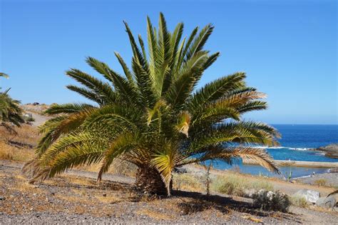 Fotos gratis : playa, mar, costa, árbol, palma, Produce, fiesta, Tenerife, Islas Canarias ...