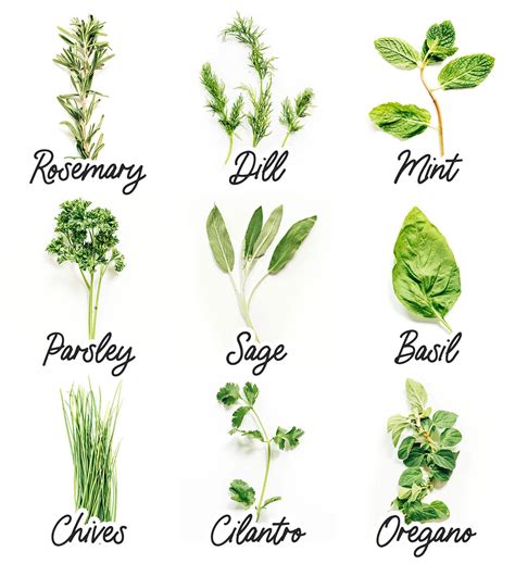 Most Popular Types Of Herbs (And How To Use Them!) | Live Eat Learn