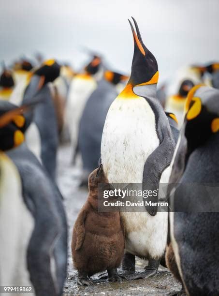 363 Antarctica Baby Penguin Stock Photos, High-Res Pictures, and Images ...