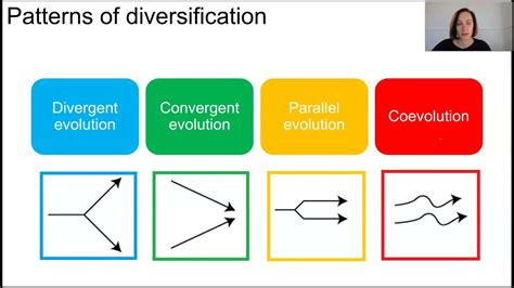 Convergent Evolution Vs Divergent Evolution