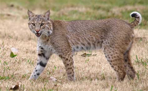 Lince Americano (Mamífero de Cosalá) · NaturaLista Mexico