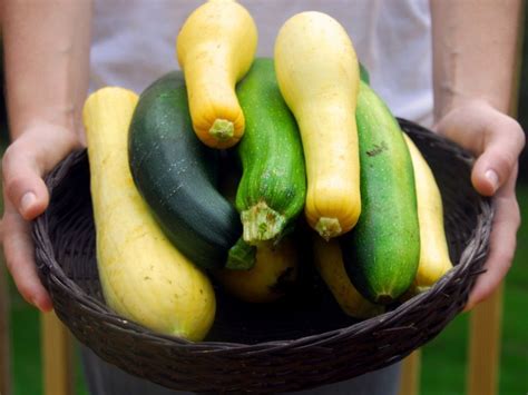 Harvesting Squash - Picking Winter Or Summer Squash