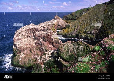 St Abbs Head Nature Reserve looking to St Abbs Head lighthouse on the Berwickshire coast ...