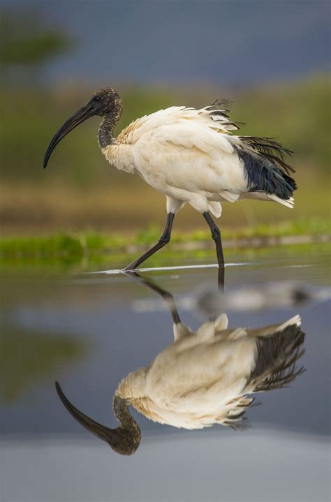 African Sacred Ibis | Birding | Owen Deutsch Photography