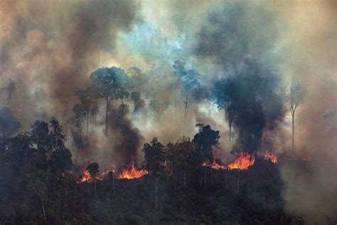 Amazon Rainforest Fire 2024 - Inge Regine