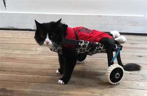 Meet Earl the Paralyzed Cat | Cats and kittens, Cats, Food animals