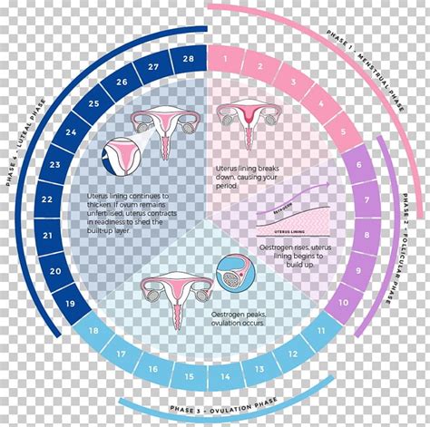 Menstrual Cycle Menstruation Luteal Phase Uterus Menstrual Cup PNG ...