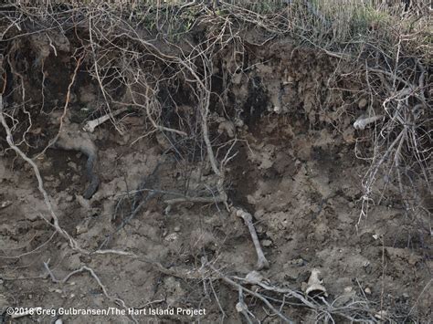 Erosion on Hart Island Exposes Human Remains | WNYC | New York Public Radio, Podcasts, Live ...