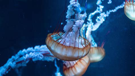 Download jellyfish, underwater, aquatic, animals 2560x1440 wallpaper, dual wide 16:9 2560x1440 ...